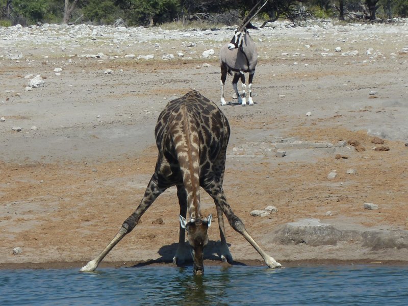 waterhole etosha 01 FP.jpg - Trou d'eau à Etosha